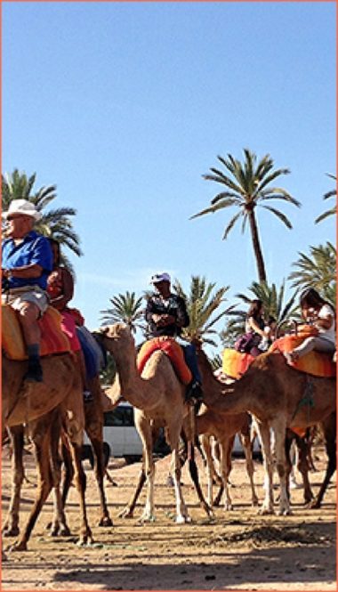 Camel Ride in Palmeries of Marrakech Camel Ride in Palmeries of Marrakech