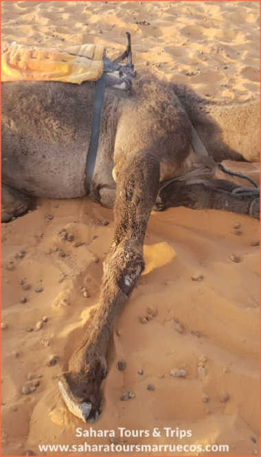Merzouga excursions